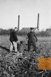 Image: Lüneburg, 1938, Nurse with a patient of the psychiatric hospital harvesting green cabbage, in the background the hospital's power house, Archiv der Psychiatrischen Klinik Lüneburg