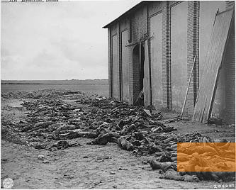 Bild:Gardelegen, 1945, Foto der US-Armee von den Opfern des Massakers, National Archives