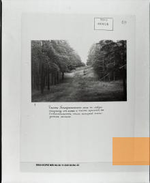 Bild:Biķernieki, o.D., Waldstück von Biķernieki, BStU