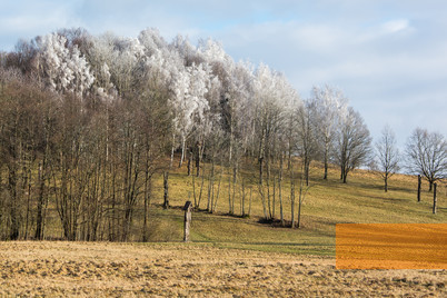 Image: Ablinga, 2018, The forest near Ablinga, Dalia Račkauskaitė
