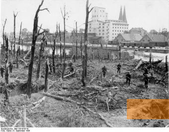 Bild:Westerplatte, 1939, Zerschossener Wald auf der Westerplatte nach der Einnahme am 8. September 1939, Bundesarchiv, Bild 183-E10718