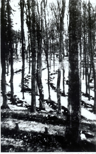 Kamminke,  März 1945, Tote des Bombenangriffs vom 12.März 1945 vor der Beisetzung in Massengräbern, Archiv Volksbund Deutsche Kriegsgräberfürsorge e.V.